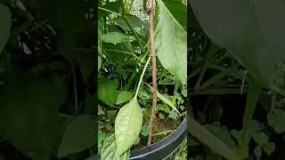 We got a lot of Cayenne peppers growing on this plant.