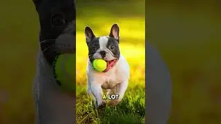 Why Do Dogs Chase Their Tails?