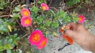How to grow Portulaca plant from cutting 😱 | how to grow multicolour portulaca plant from cutting😱