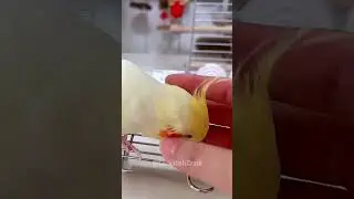 Not enough! Adorable Cockatiel Demands Head Scratches! 🦜💕😄 #cockatielscraze