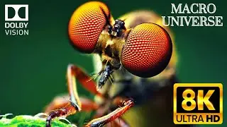 Sonic Colors 8K HDR 120fps Movie MACRO UNIVERSE Dolby Vision 2022