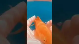 LOYAL FISH