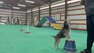 Mille   Trick Dog Novice   Dec25