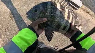 Everyday Routine After Work, Trying To Find The Big SheepHeads