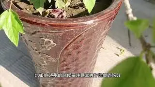 木槿花怎养开花多，以及怎么繁殖！