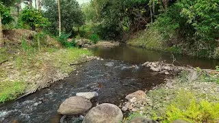 Calming River Sounds in a Quiet Tropical Forest Stream for Stress Relief and Inner Peace