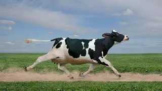 #cow #cowsounds #cowsoundeffects