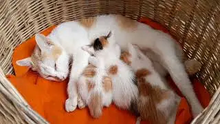Very tired mom cat is sleeping when her baby kittens getting milk 