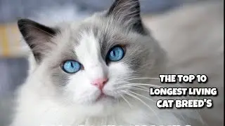 TOP 10 Longest Living Cat Breeds
