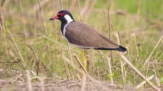 Red-wattled lapwing | Vanellus indicus || Bird Call | Bird Sound