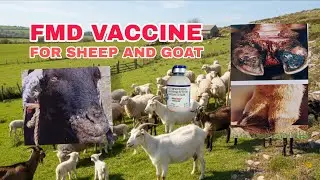 FMD VACCINE RAKSHA BIOVAC  USE AND DOSE TREATMENT FOR FMD DISEASE #goatfarming #goatfarmingbusiness 