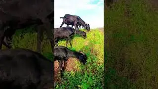 Goat Farming | Rahul Goat Farm #GoatFarming #GoatFarm #GoatFarmingBusiness #GoatRearing #GoatTips