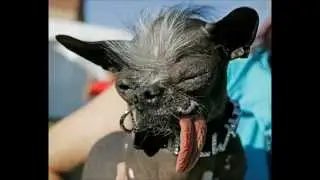The worlds top 10 ugliest dogs