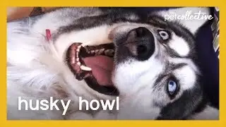 Husky Howl | The Pet Collective