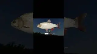 Язь  #shortsvideo #fishing #games #memes #funny #рр4 #рыбалка #язь