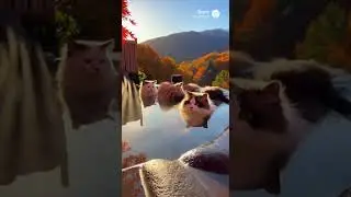 You&rsquo;re a Cat Enjoying an Autumn Hot Spring 🍁🐱♨️&rdquo; #cat #shorts