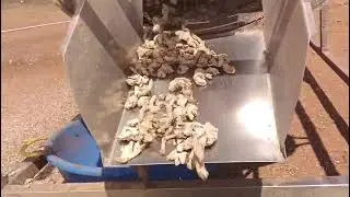 Dry ginger washing 