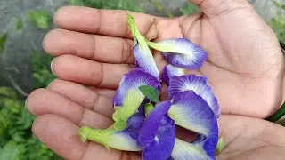 Blue Tea | Controls Sugar | Butterfly Pea Flower Tea |Apartajita Flower Tea |Most Healthy Tea Recipe
