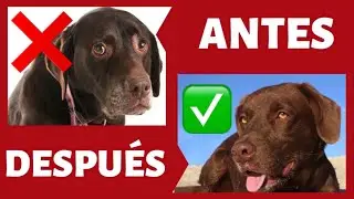PERRO con MIEDO 😰 ► 🛑 Mi PERRO tiene MIEDO, ¿CÓMO AYUDARLO? (FUNCIONA!) 🙌