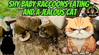 Shy Baby Raccoons Eating And A Jealous Cat