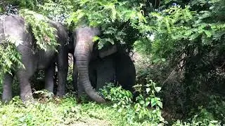Rescued elephants at the temple arriving at Kulen elephant forest
