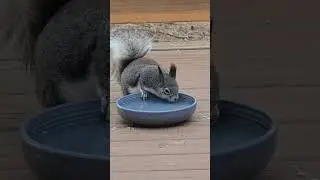 Baby squirrel was thirsty. #sleepyface
