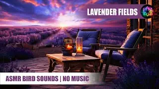 ASMR Bird Sounds | No Music | Relaxing Purple Color Therapy with Lavender Fields