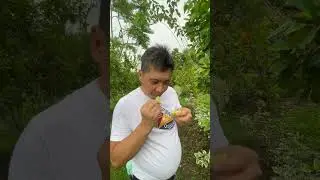 Katmon fruit: A flavor you won&rsquo;t forget #food #tourism #agriculture