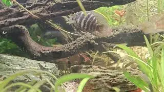 Spore akwaria Low-Tech 900l, 840l i 123