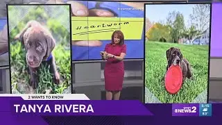 How heartworm medication can keep your pet safe