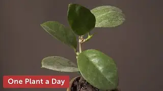 Hoya australis Houseplant Care &mdash; 142 of 365