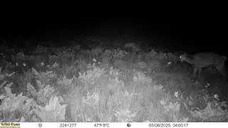 Nocturnal Predator&ndash;Prey Interaction Recorded at the Fenceline