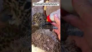A group of people accidentally saw a leopard cub that got lost from its mother and then.