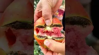 Harvesting Naturally Ripened, Chemical-Free Tomatoes!