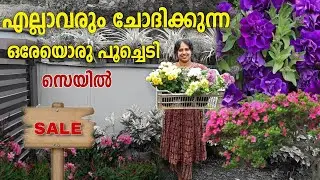 എല്ലാവരും ആഗ്രഹിച്ച പൂച്ചെടികൾ സെയിൽ /sale sale sale