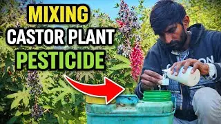 Castor Plant Pesticide Spraying🌾| Natural Farming | No Talking ! Shakti Farm 