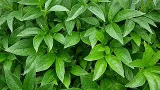 Green Leaves, Green Plant, Green Background, Nature, Background video, HD, VJ Loop, Video Footage