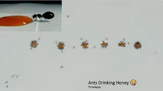 Ants Drinking Honey - Time Lapse | Ants vs Honey Time-lapse | Ants Eating Honey (Liquid candy)