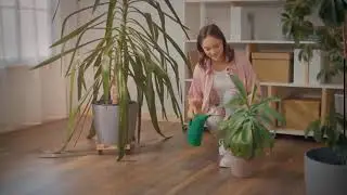 Making a Statement with Large Indoor Plants