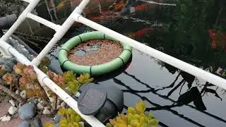 DIY Fish Feed Ring