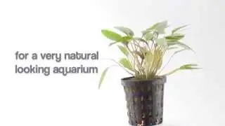 Aquarium Plant Cryptocoryne moehlmannii - great for foregrounds