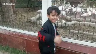 فلوكي متواضع جولة مع حيوانات