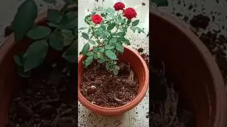 Rose plants repotting bought from nursery#repottingtips#indoorplants