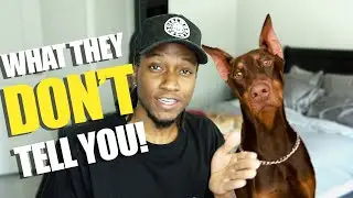What they DON'T tell you about owning a Dog (1st Year Dog-Owner Review)
