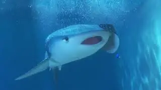 Dory meets Destiny, a childhood friend in Finding Dory
