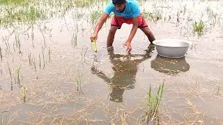 Hook by Fishing From Village Swamp | New Technique Hook Fishing | @fishingbaz
