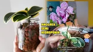 Repotting Anggrek Bulan Varigata Pakai Media Hidroton Saja | Anggrek Semi Hidroponik