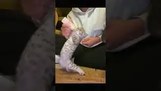 Wiaw