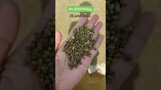 Dal Mong Ghala Mandi Rate Dated 25 Jun 2023 #ghalamandi #rates #moong #mung_rate