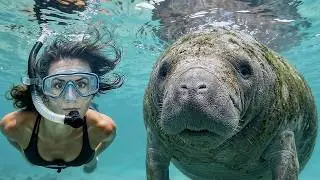 We Found The ONLY Place To Swim With Manatees